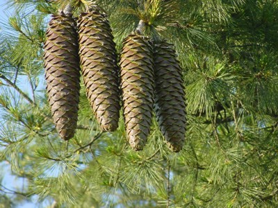 Large pinecones